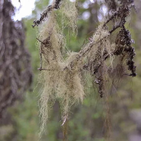Log Kaekriaeinen A Feriehus