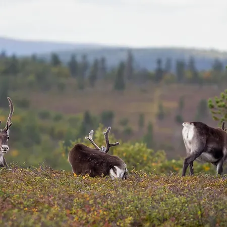 Log Kaekriaeinen A *