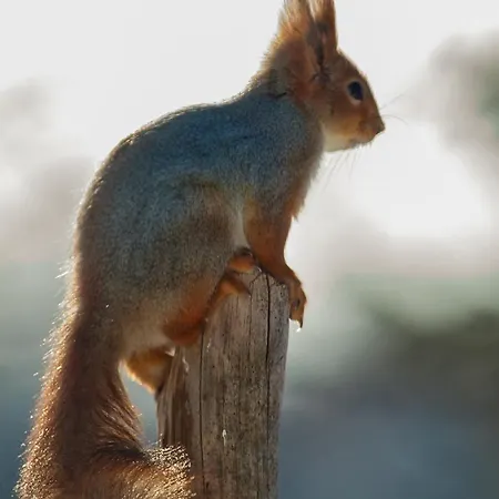 Log Kaekriaeinen A Feriehus *
